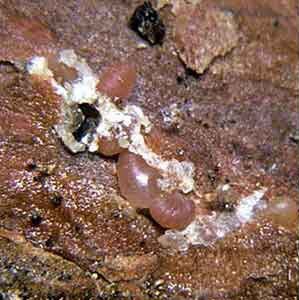  Pityococcidae:  Desmococcus captivus  in situ 
 Photo by Ray Gill 